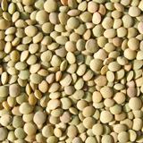 Lentils 25lbs